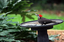 pileated wood pecker in shallow bird bath