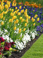 Tulips and Iris garden