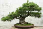 bonzai tree