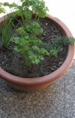 herb plant in a container garden