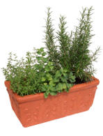 herbs growing in a window sill container