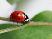 lady bugs eat aphids