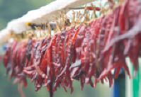 red herb plant stems hanging to dry