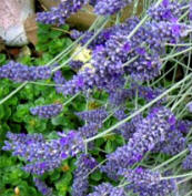 lavender plants in bloom
