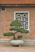bonzai sculptured decorative tree