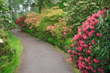 garden landscaping with paths bordered by beautiful flowers and shrubs