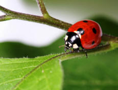 Love the ladybugs - they help control plant pests, too