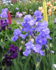 field iris, iris rhizome, iris flower garden
