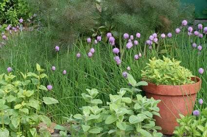 organic gardening with some herbs in seperate container
